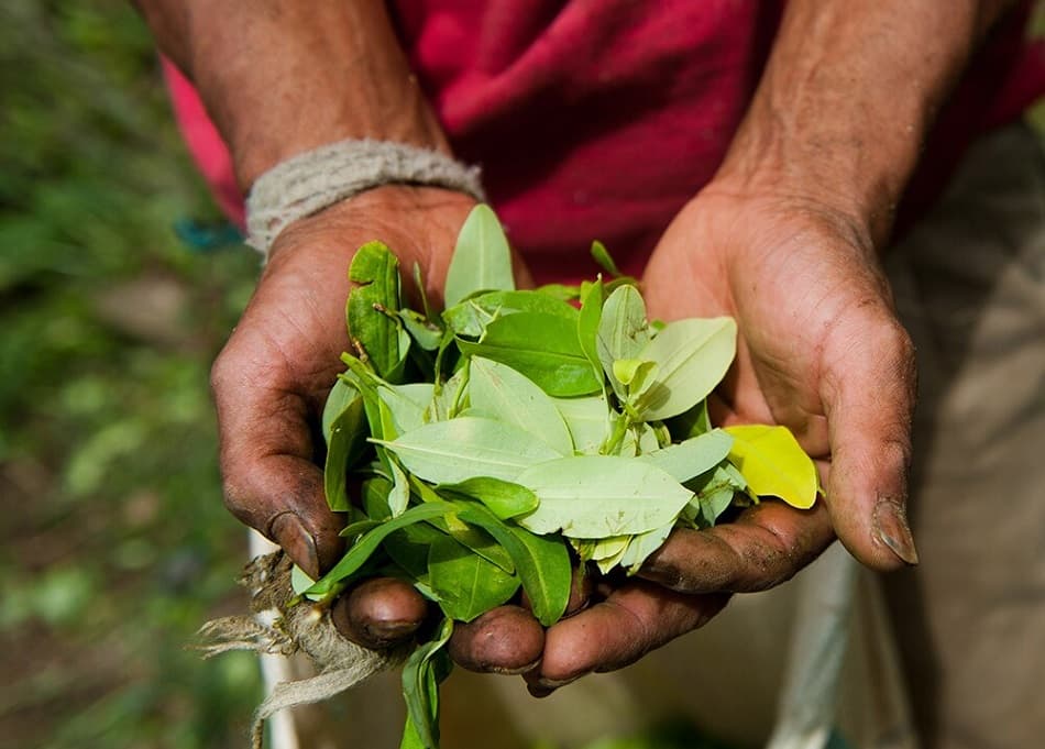 La hoja de coca sirve para revivir el suelo destruido por el glifosato