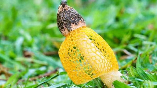 “En investigación” Hongo Dictyophora posiblemente causa orgasmos femeninos