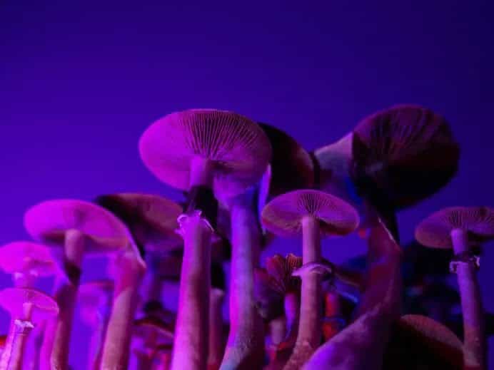 Despenalizan el consumo y venta de hongos y ayahuasca en San Francisco