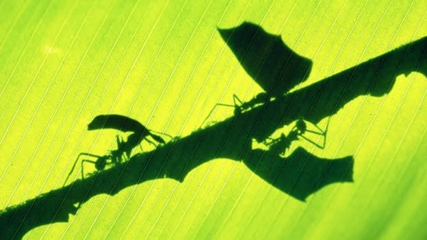 Un extraño hongo hallado en Brasil transforma en 'zombies' a las hormigas