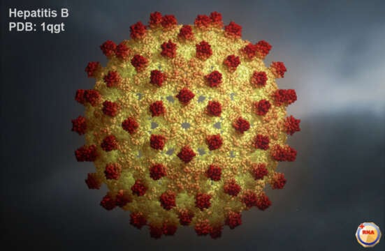 100% curada Hepatitis B ¨incurable¨
