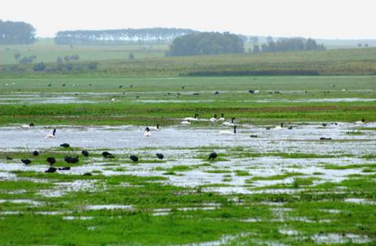 Los humedales están desapareciendo a ritmo alarmante