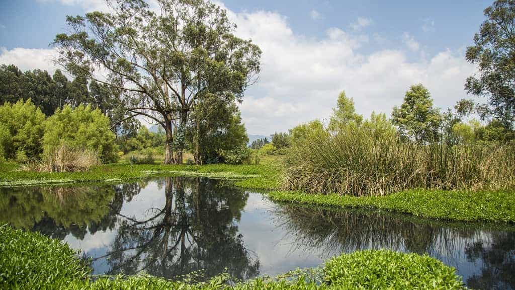 La mitad de los árboles y arbustos de Colombia están en peligro de extinción