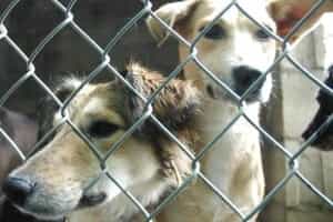 Como adoptar perros y gatos en Medellín