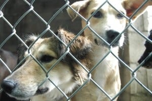 Como adoptar perros y gatos en Medellín