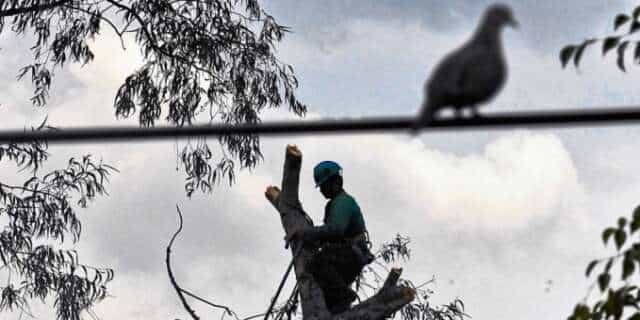 Los 700 Arboles en Medellín condenados a muerte