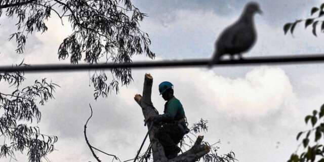 Los 700 Arboles en Medellín condenados a muerte