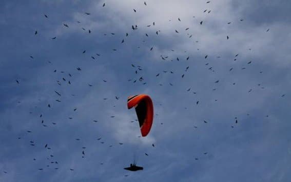 Aves migratorias vuelan en Medellín