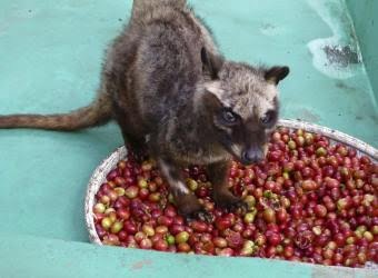 La crueldad tras la producción del café más caro del mundo