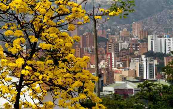 Los árboles tienen que ser pensados como infraestructura de salud pública
