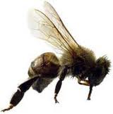 30.000 abejas atacan a una mujer en Texas y matan 2 caballos