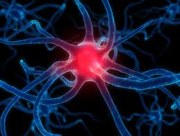 Ciencia/Humanos: El cannabis afecta de diferente manera a las personas y puede verse en las imágenes de la actividad cerebral