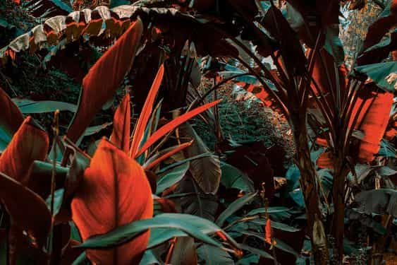 FREEDOM IN DA JUNGLE: ODA A LOS ESTADOS SELVÁTICOS