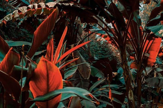 FREEDOM IN DA JUNGLE: ODA A LOS ESTADOS SELVÁTICOS