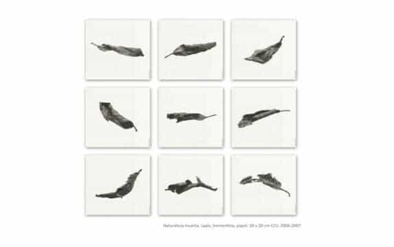 Taller de Ilustración científica en el MAMM.