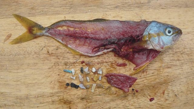 Conoce que son las lágrimas de sirena, la mayor fuente de contaminación plástica en los océanos.