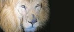 Nuevas biorregiones para los animales en el Zoológico Santa Fe en Medellín