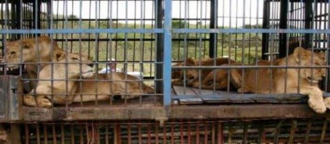 Prohíbida la explotación de Animales en Circos. Pero no en Corridas, Corralejas y Gallos...