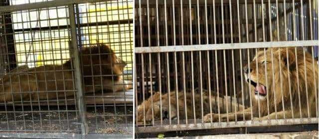 Hombres armados querían matar a los Leones rescatados en Santander