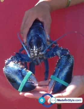 Langosta Azul: Una en un millón