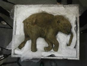 Células vivas de mamut podrían ser usadas para clonación