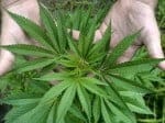 Uruguay legaliza la marihuana