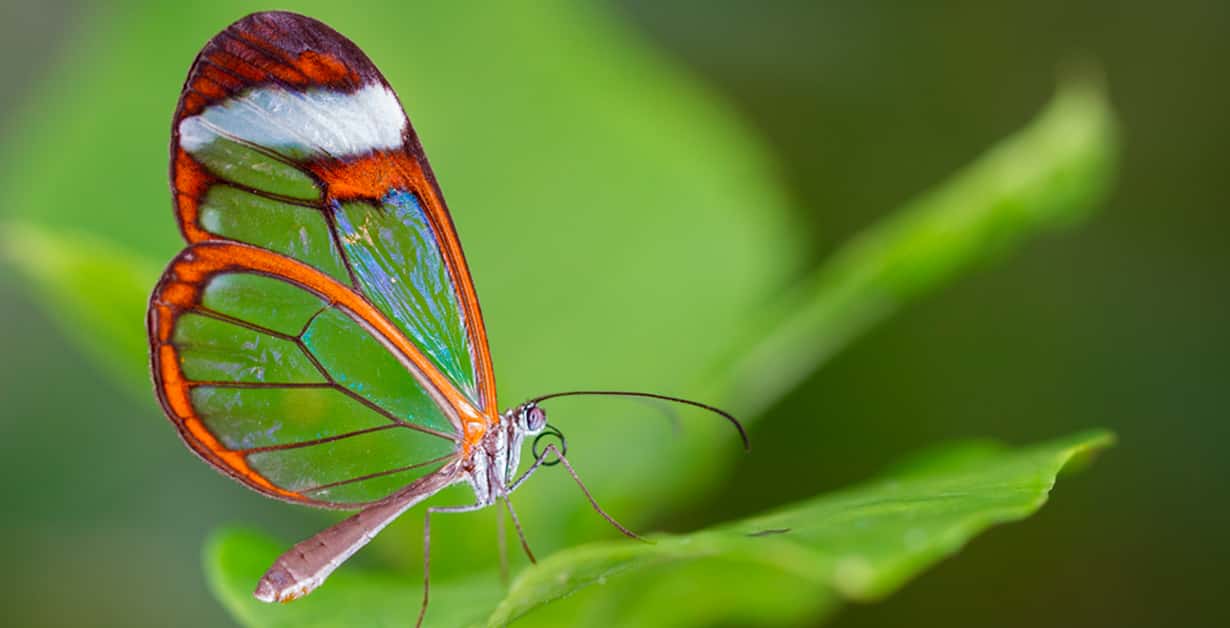Colombia es el país con más especies de mariposas en el mundo