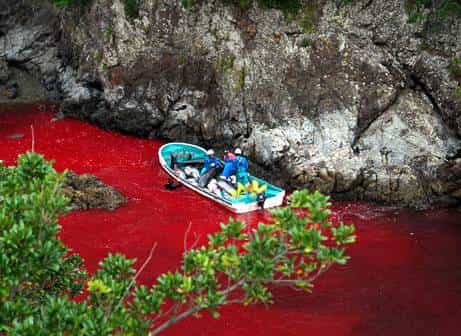 A punto de comenzar la matanza de 20.000 delfines en Taiji