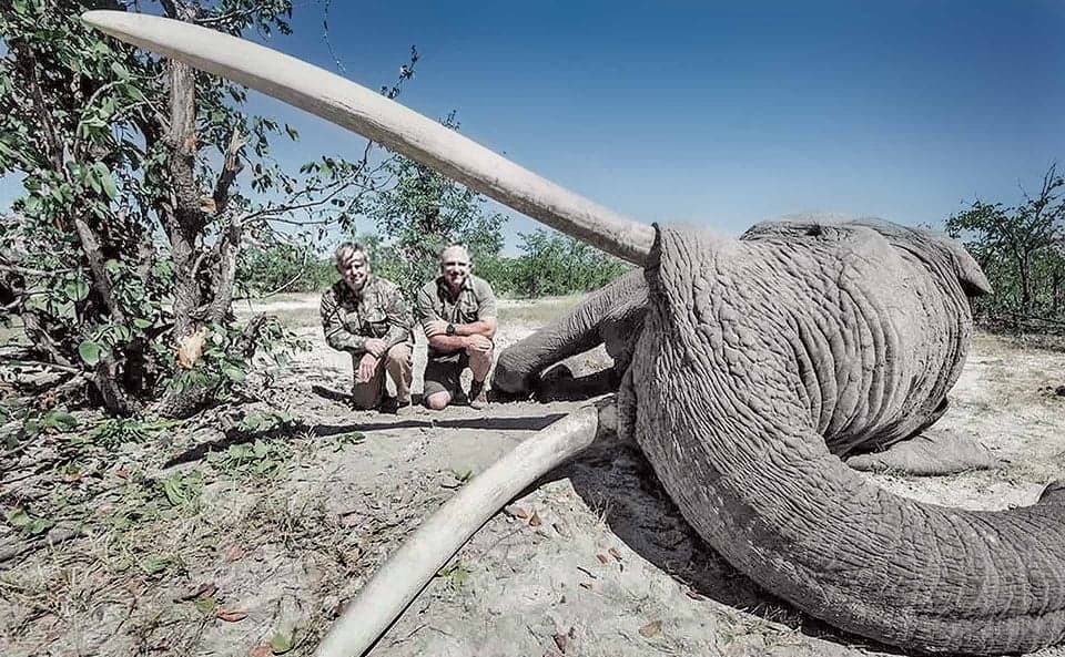 Elefantes en África están naciendo sin colmillos como respuesta evolutiva a su matanza