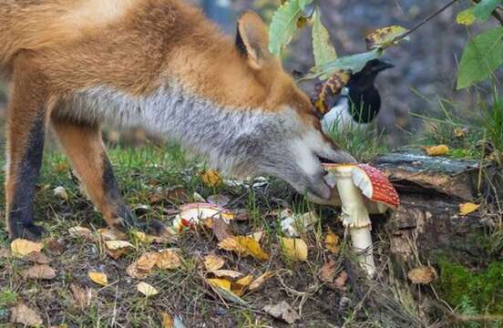 Hongos Mágicos la próxima apuesta por la legalización en California