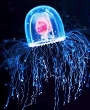Turritopsis nutricula: Existe la inmortalidad en el Reino Animal