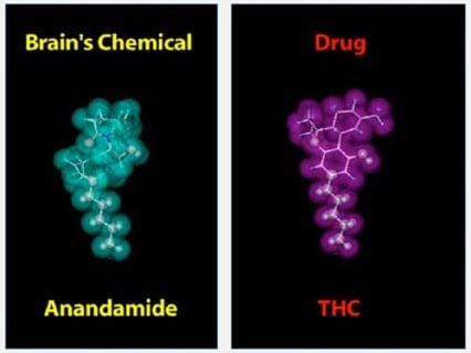 El THC cambia la percepción del tiempo