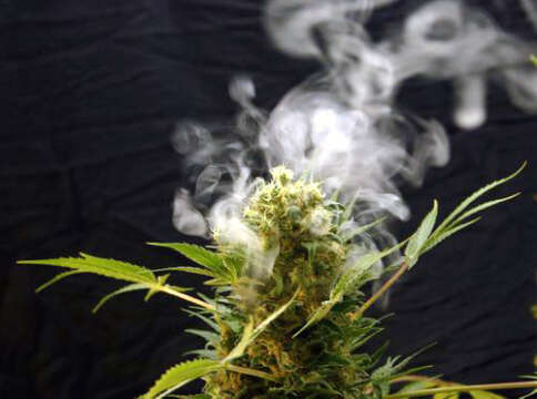 ¿Hacia un mercado mundial de marihuana?