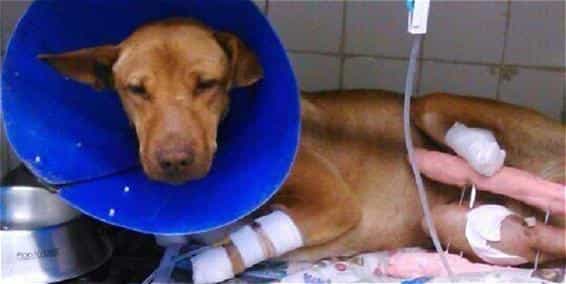 Perrita mutilada por podadora tendrá prótesis para sus tres patas