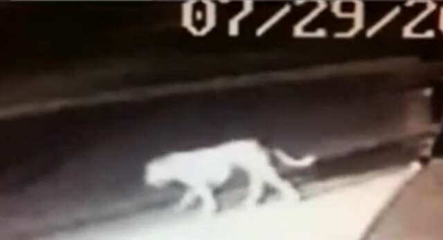 WOW que triste! graban a Felina Gigante perdida en suburbios de Los Angeles