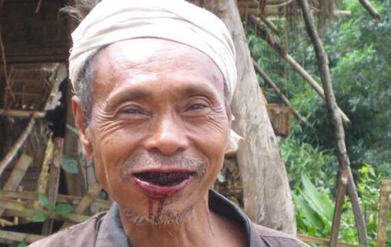La nuez de betel es la droga más cancerígena en Nueva Guinea