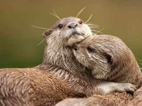 Por peligro de extinción, dos especies de nutrias ya no podrán ser comercializadas