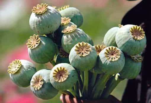 La ciencia exige tratamientos psicológicos con drogas no legales