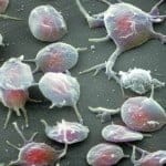 Ciencia: Toxicidad neuronal