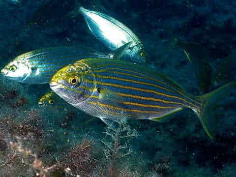 Sarpa salpa, el pez que produce alucinaciones (y otros animales psicotrópicos)