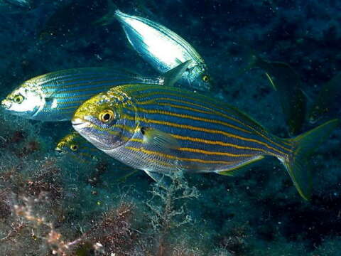 Sarpa salpa, el pez que produce alucinaciones (y otros animales psicotrópicos)