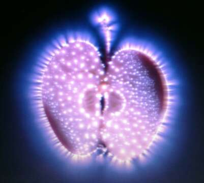 Ojo al Dato: Los Biofotones, observar un objeto afecta el estado de lo que se observa.