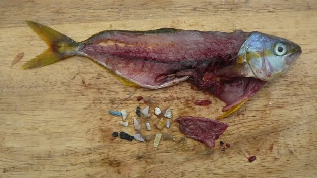 Un equipo de investigación encontró ‘plastificados’ los océanos del mundo