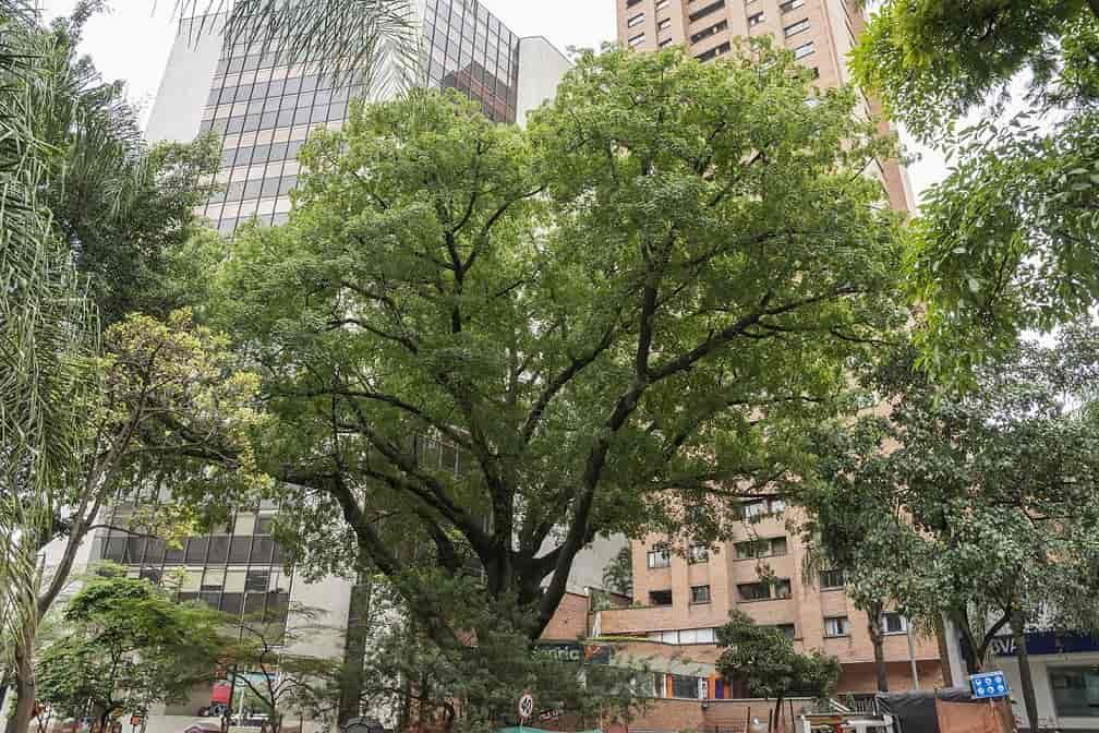 Esto pasaría si cada habitante de la tierra siembra un árbol