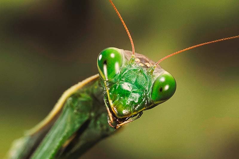 Los insectos también sufren