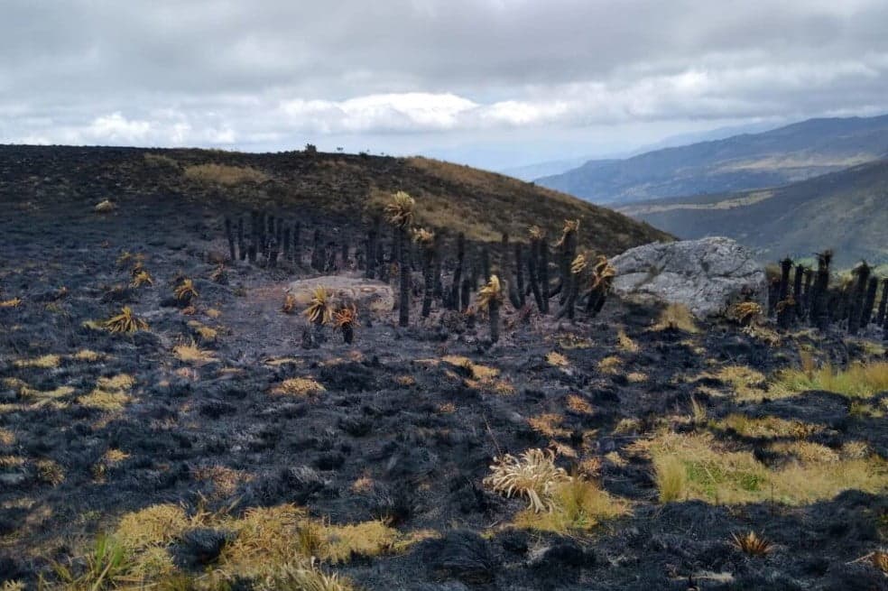 Denuncian quema de frailejones en paramo de Boyacá