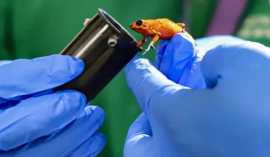 Traficante con más de 130 ranas venenosas fue capturada