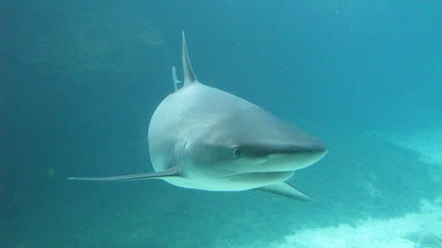 Un tercio de las especies de tiburón, al borde de la extinción por la caza