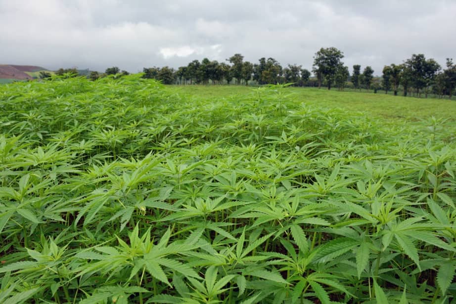 Tailandia es el primer país asiático en despenalizar la marihuana