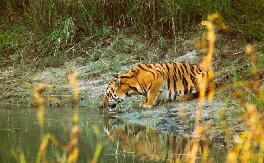 En India las muertes de tigres siguen en aumento, en 2021 fueron 127